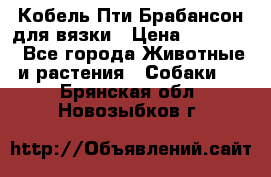 Кобель Пти Брабансон для вязки › Цена ­ 30 000 - Все города Животные и растения » Собаки   . Брянская обл.,Новозыбков г.